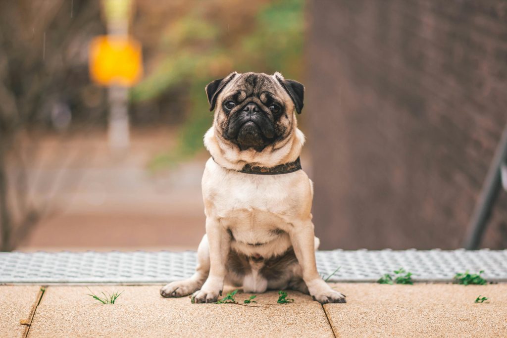 Elevate Your Pet's Safety with a Stainless Steel QR Tag from NMR
