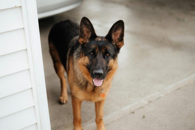 Ensuring the Safety of Your Puppy: The Importance of Updating Microchip Data