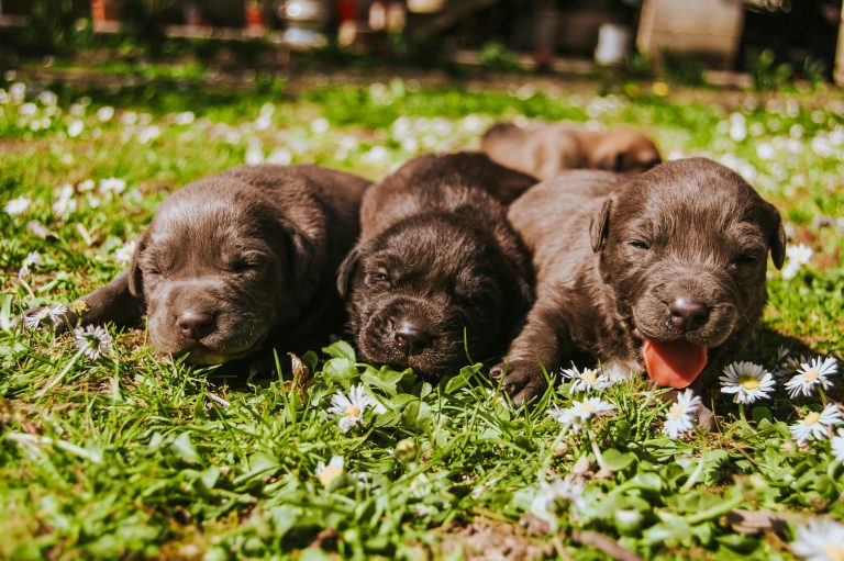 Exploring the Science Behind Microchipping. How Does it Work for Puppies