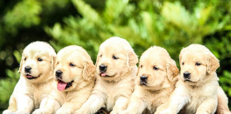 The Importance of Registering Your Puppy's Microchip: A Guide to National Microchip Registry