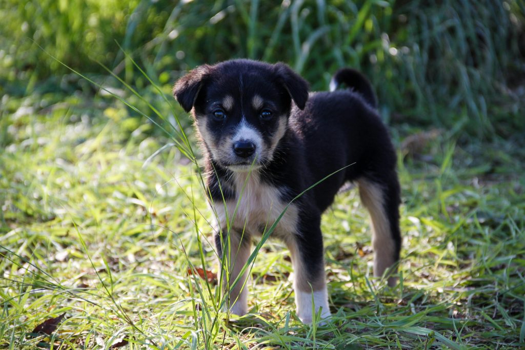 The Importance of Registering with an AAHA Approved Registry: A Professional Guide for Pet Owners