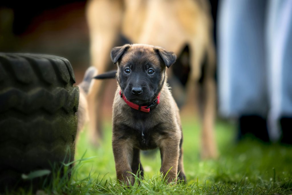 Ensuring Your Pet's Safety: Trust NMR for Comprehensive Protection