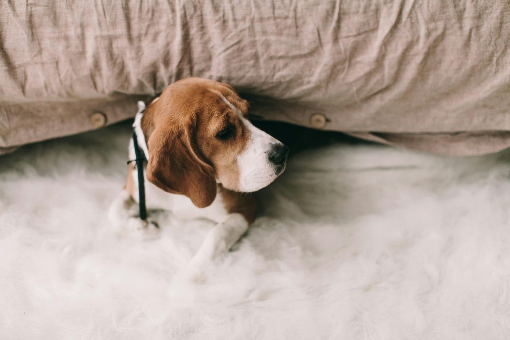 The Dedicated Team Behind MMR: Passionate Puppy Lovers at Work