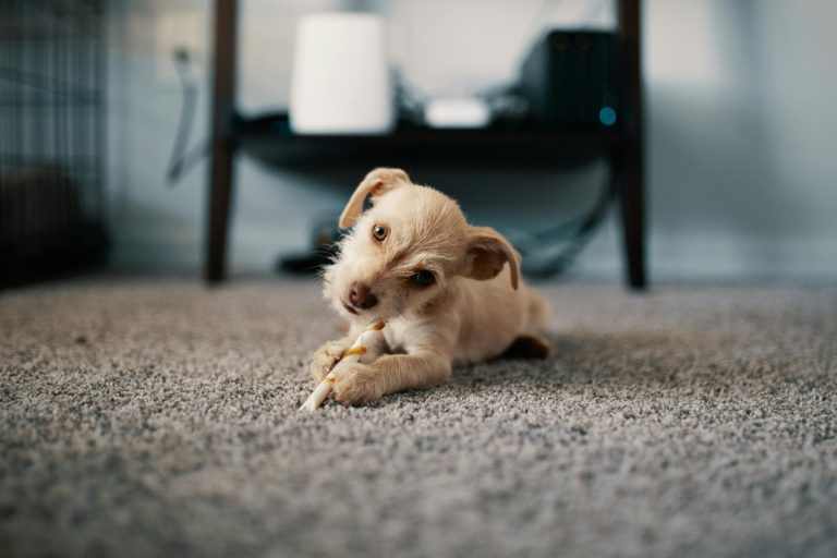 The Experts Behind NMR: Dedicated Puppy Enthusiasts Making a Difference