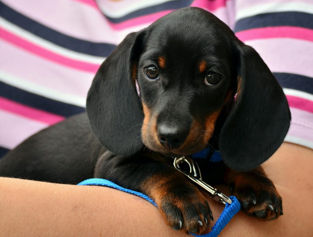 The Importance of Digital Medical Records for Your Canine Companion: A Vet's Perspective