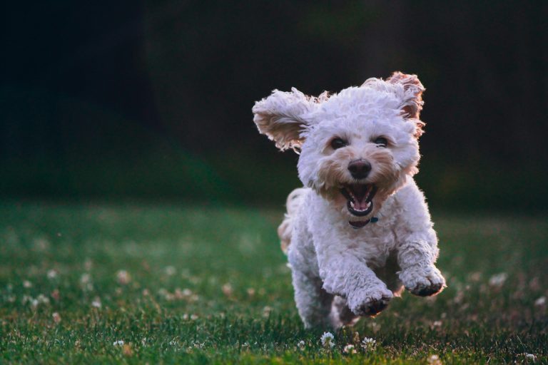 The Ultimate Guide to National Microchip Registry for Your Beloved Puppy