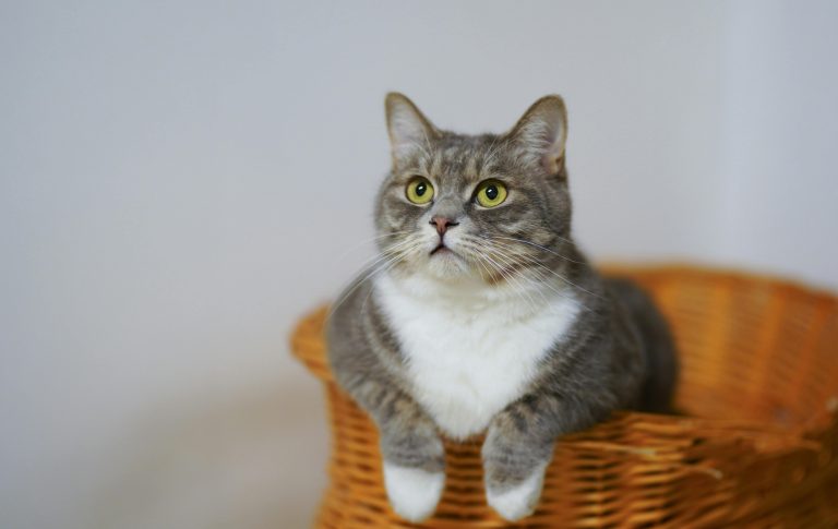 The Ultimate Guide to Registering Your Cat's Microchip: Everything You Need to Know