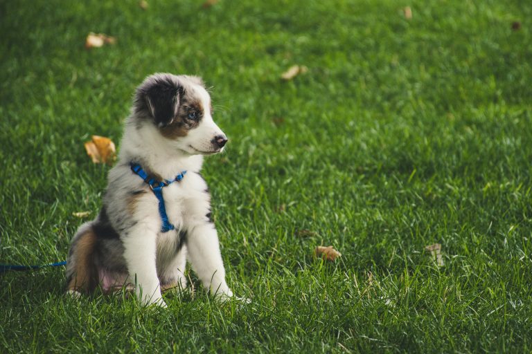 The Ultimate Guide to Choosing the Best Microchip Registry for Your Puppy