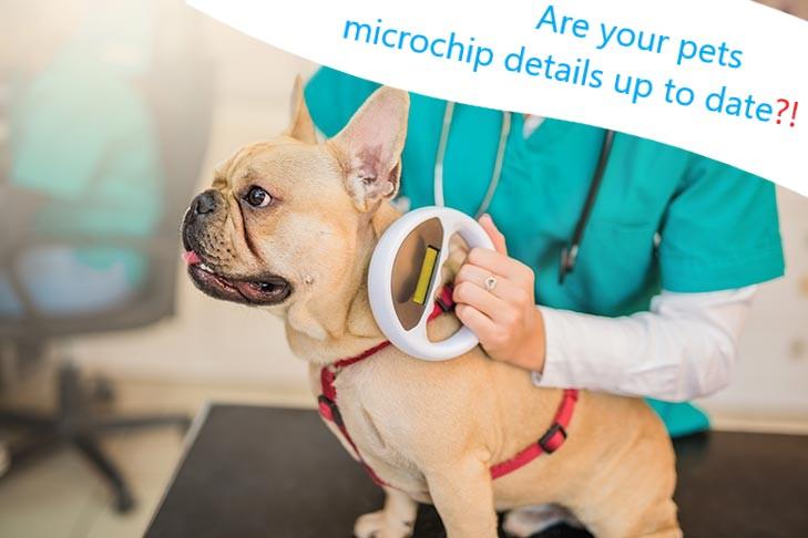 How to Register Your Pet's Microchip Online?