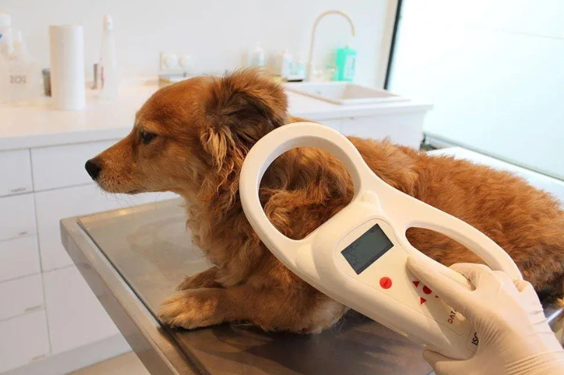 My Dog Is Microchipped How Do I Register?