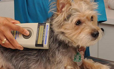 Benefits of Microchipping Your Pet | NMR Pet Guide