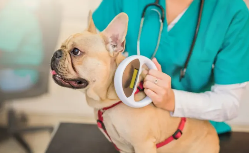 Is Your Pet's Microchip Registered? Animal ID Registration Explained