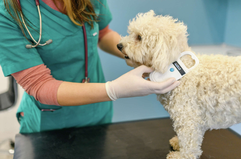 Free Pet Microchip Lookup – How It Works and Why It Matters
