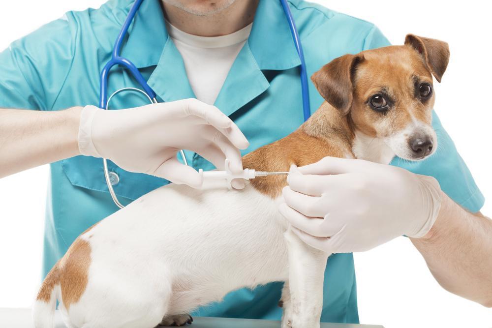 Free Pet Microchip Lookup – How It Works and Why It Matters