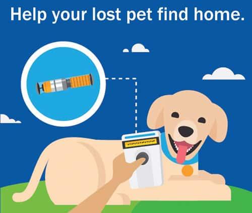 How much does it cost to register your dog microchip online?