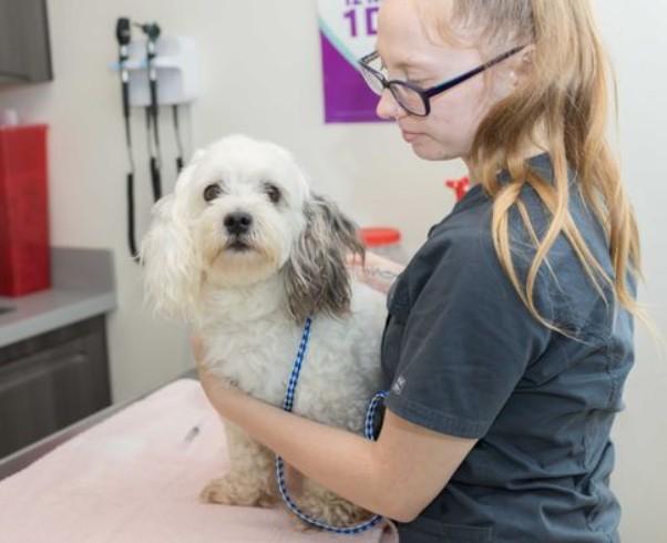 Can a Dog Microchip Stop Working? Signs, Myths and Facts