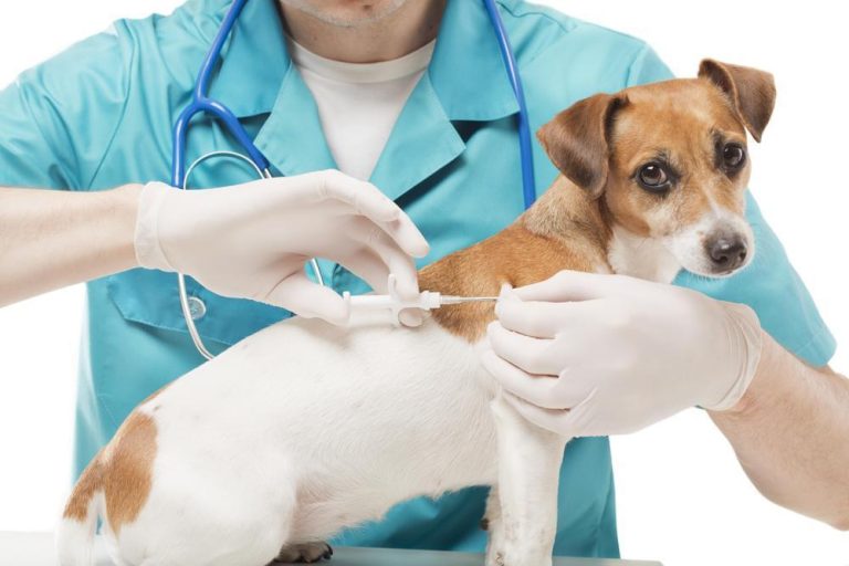 Easy Puppy Microchip Registration: Complete Guide to NMR Online