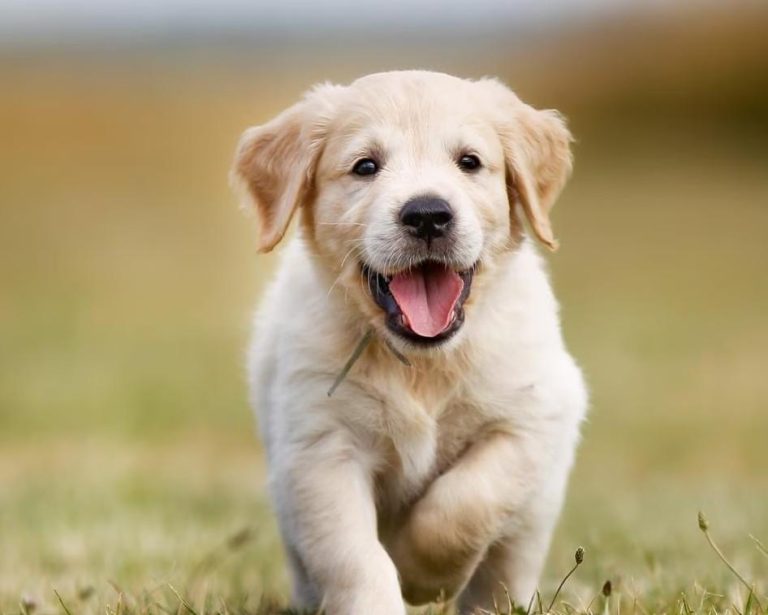 New Puppy Checklist: 3 Things You Must Do Before Bringing Them Home
