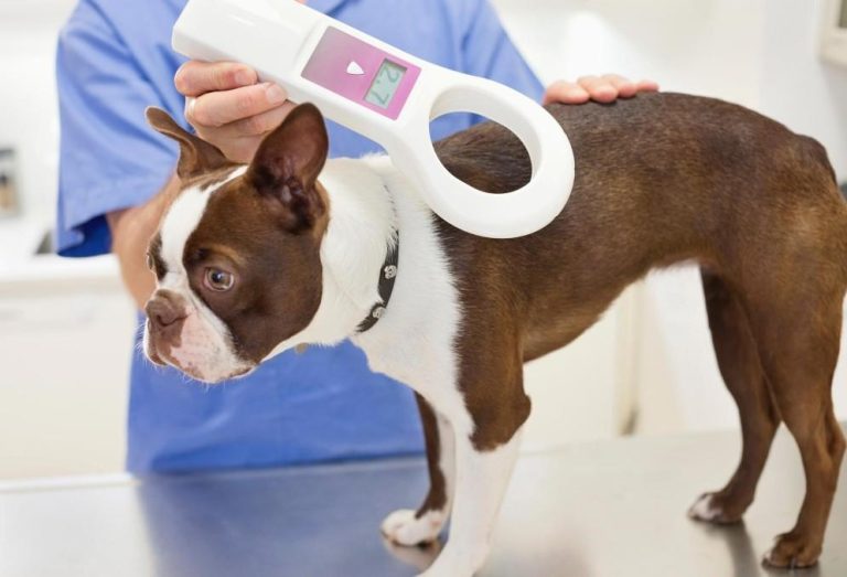 Anatomy of Dog Microchip: How Pet Identification Technology Works