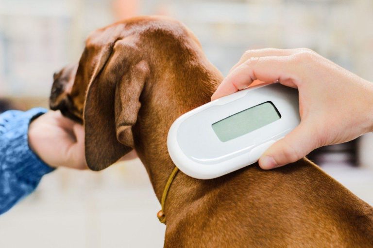 Dog Microchip Cost: Affordable Ways to Keep Your Pet Safe