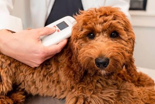 Is Your Dog's Microchip Not Working? Here's How to Tell