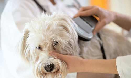 How to Register Your Dog's Microchip: A Simple Step-by-Step Guide