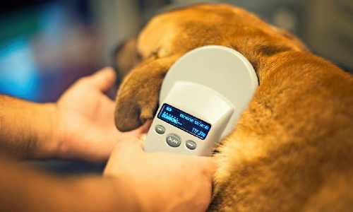 What Is a Pet Microchip and How Does It Work?