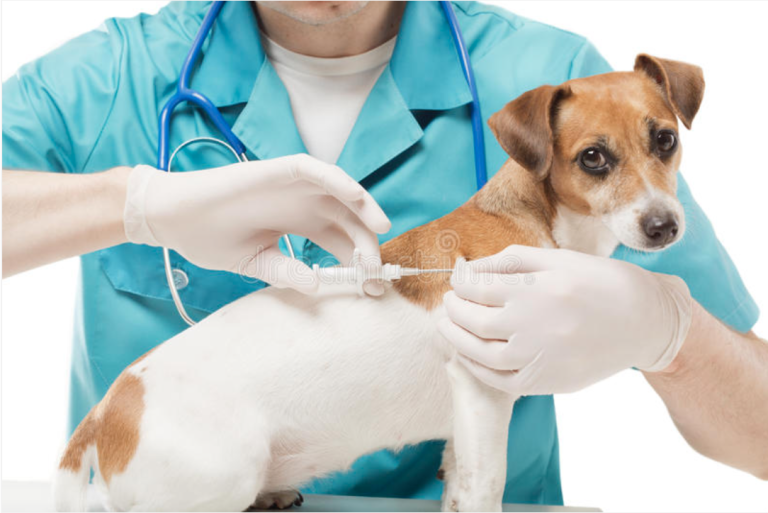 Why Every Dog Needs a Registered Microchip