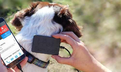 What Happens When a Lost Dog Is Microchip Scanned?