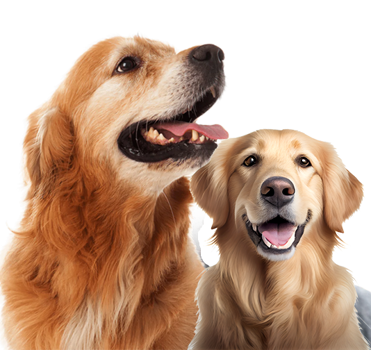 Lost Dog Locator